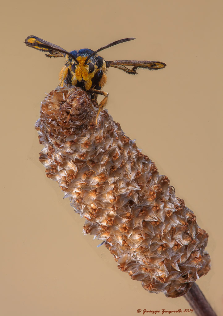 id imenottero- No, lepidottero Sesiidae
